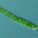 Image for article titled Bio-Inspired Gel Could Create "Graceful" Robots That Move Like Humans